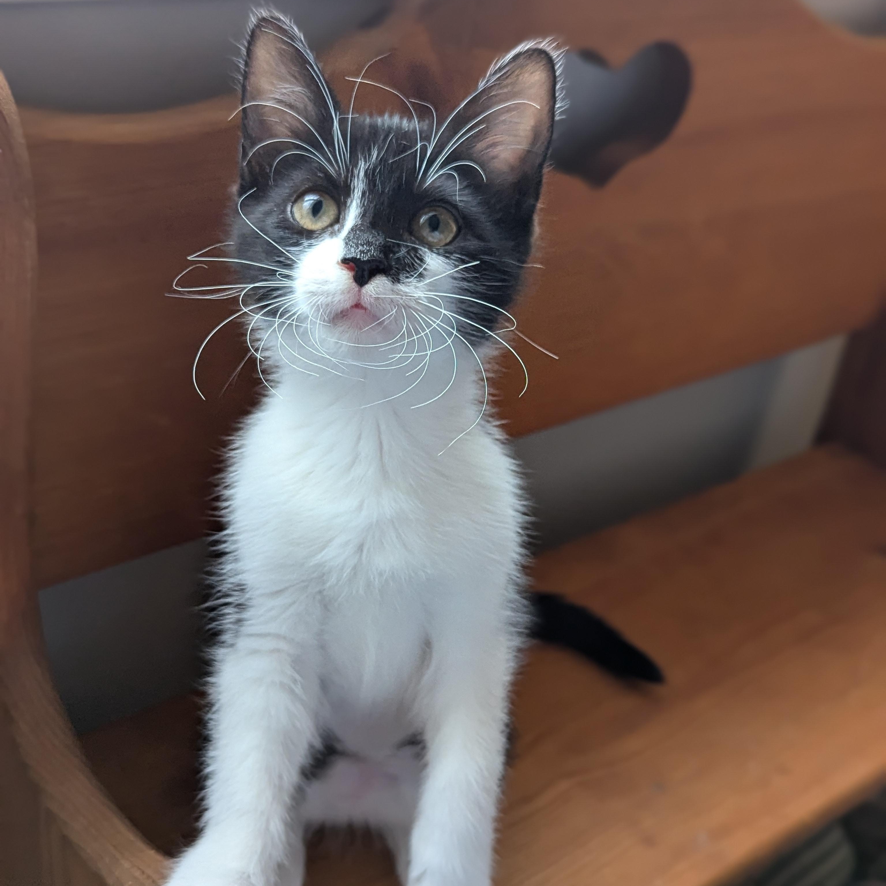 Enlarge Solstice (Cosmic Litter), an adopted Domestic Short Hair in Atlanta, GA image 2/6