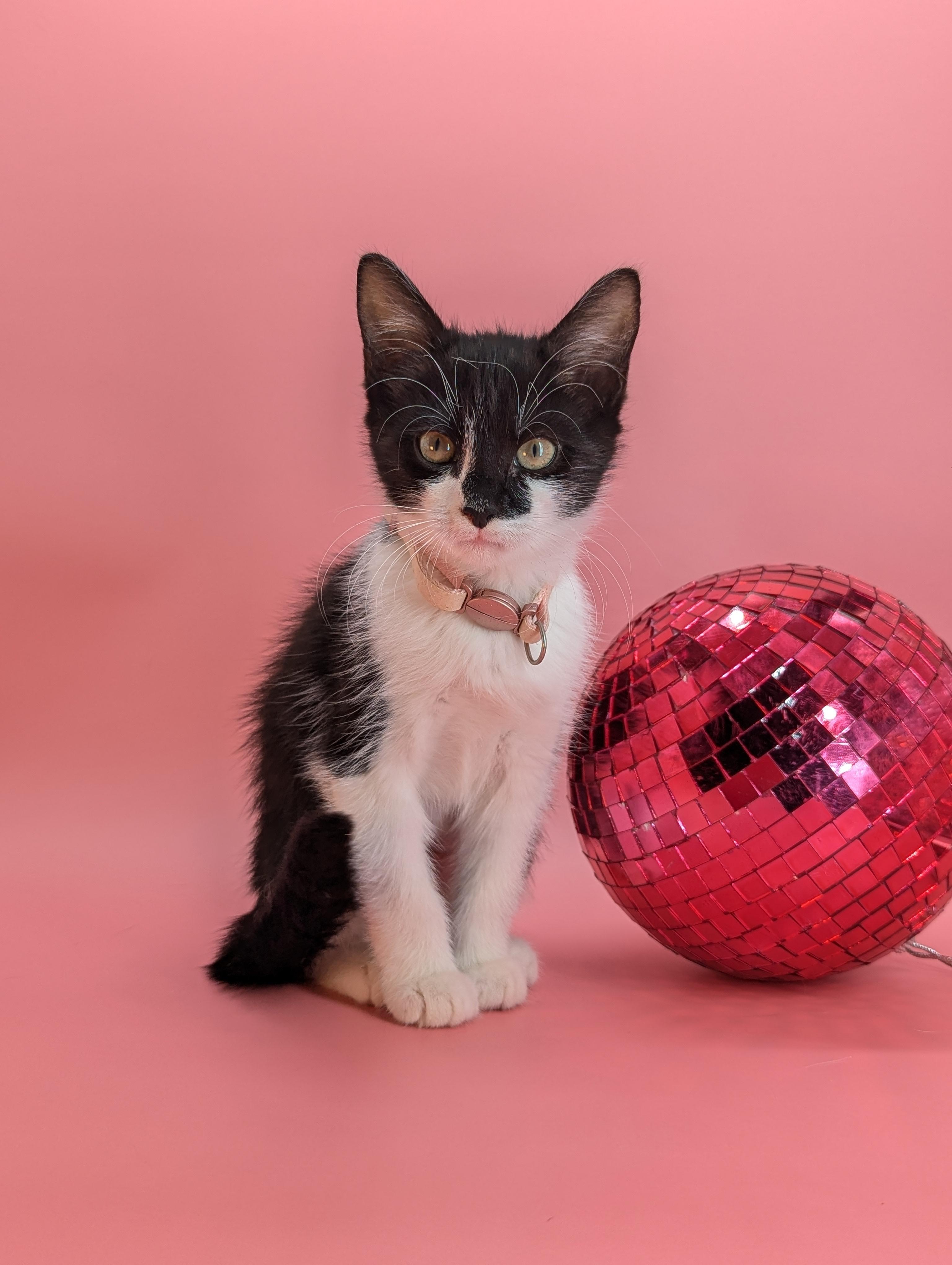 Enlarge Solstice (Cosmic Litter), an adopted Domestic Short Hair in Atlanta, GA image 5/6