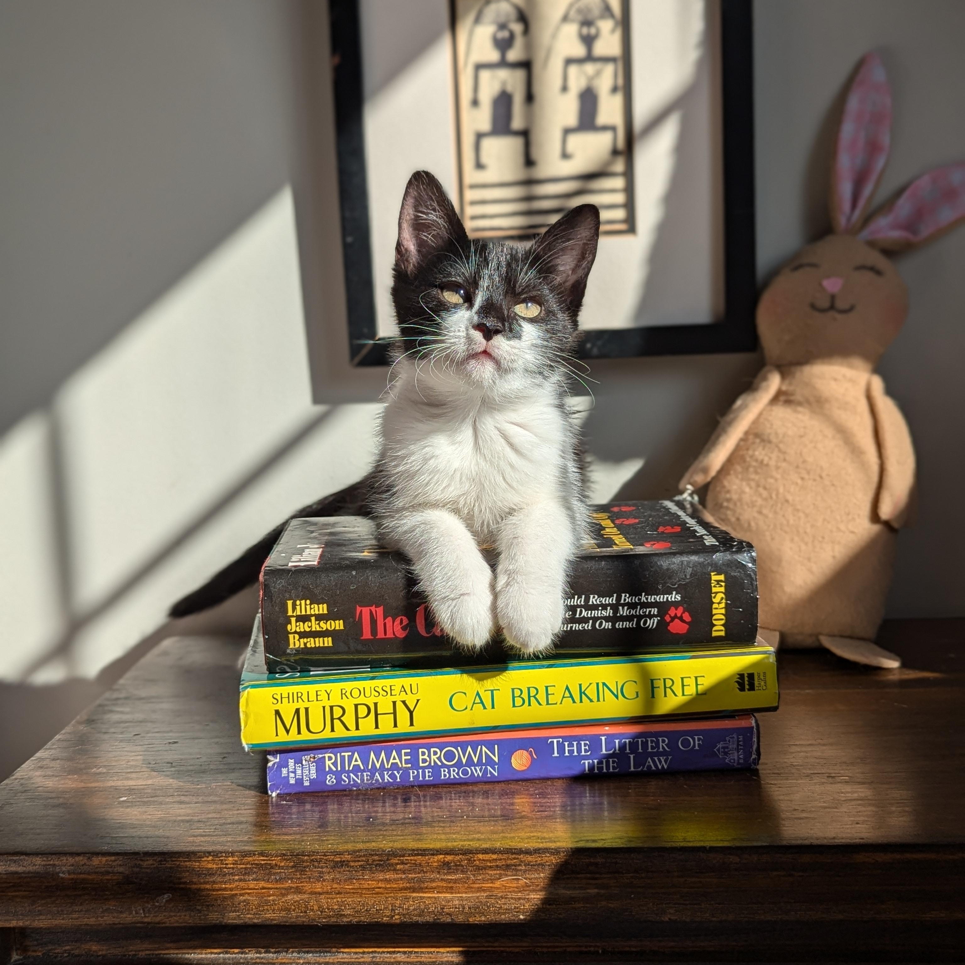 Solstice (Cosmic Litter), Adoptable, Kitten Female Domestic Short Hair.