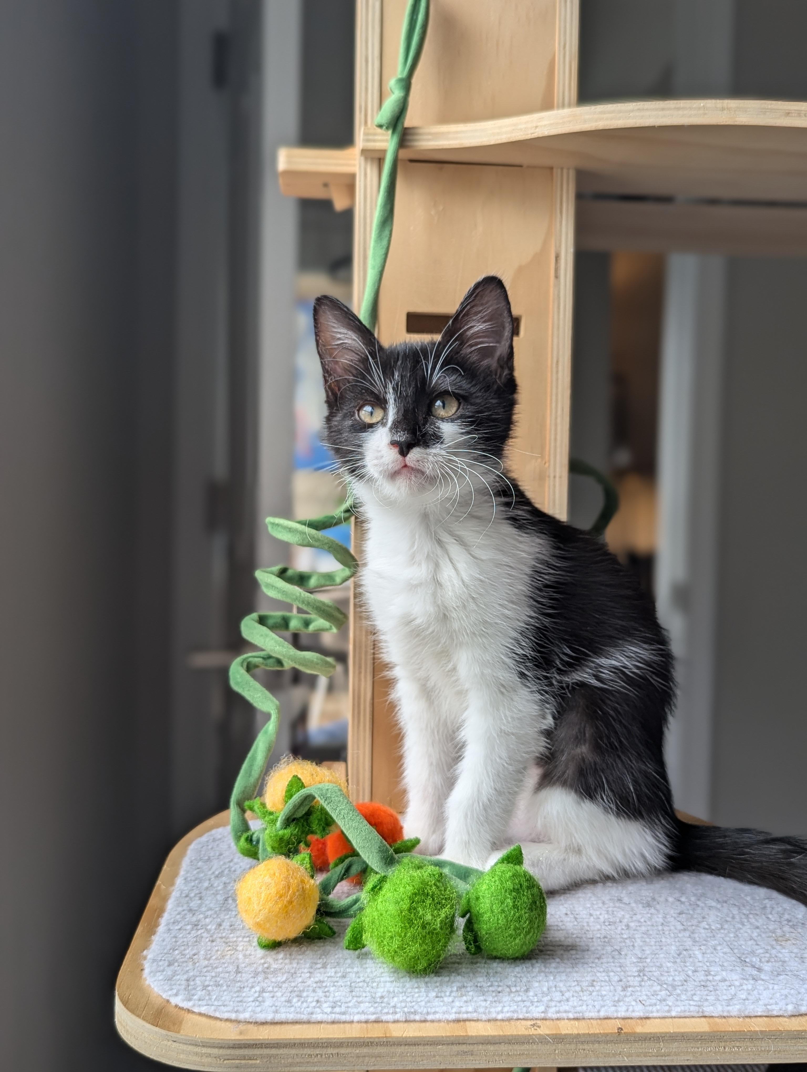 Enlarge Solstice (Cosmic Litter), an adopted Domestic Short Hair in Atlanta, GA image 6/6