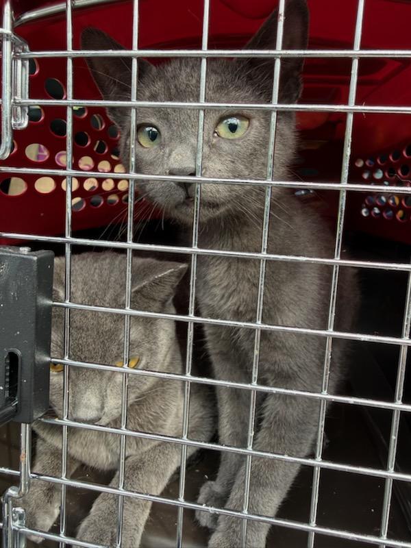 Noodle, ADOPTABLE, Young Female Domestic Short Hair.