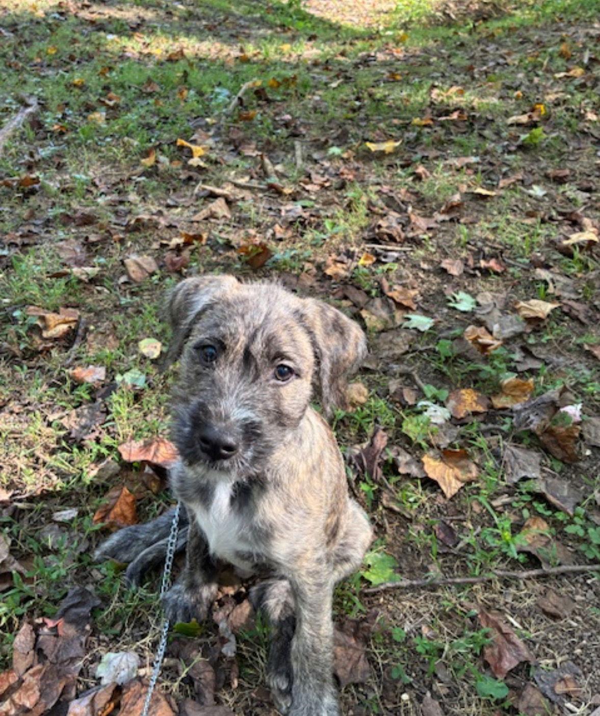 Harry Potter, a Adoptable mixed breed in Mount Laurel, NJ image 2/3