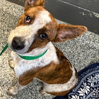 Mouse, Adoptable, Young Male Cattle Dog.