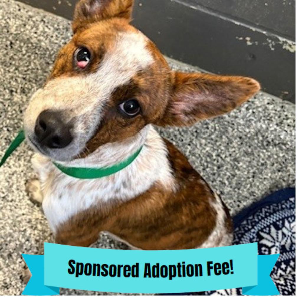 Mouse, a Adoptable mixed breed in Novelty, OH image 2/3