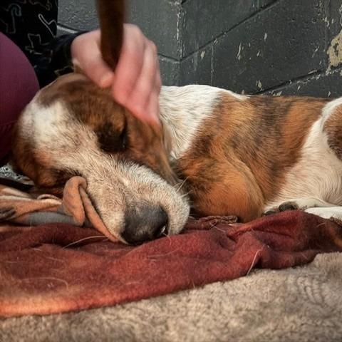 Mouse, a Adoptable mixed breed in Novelty, OH image 3/3