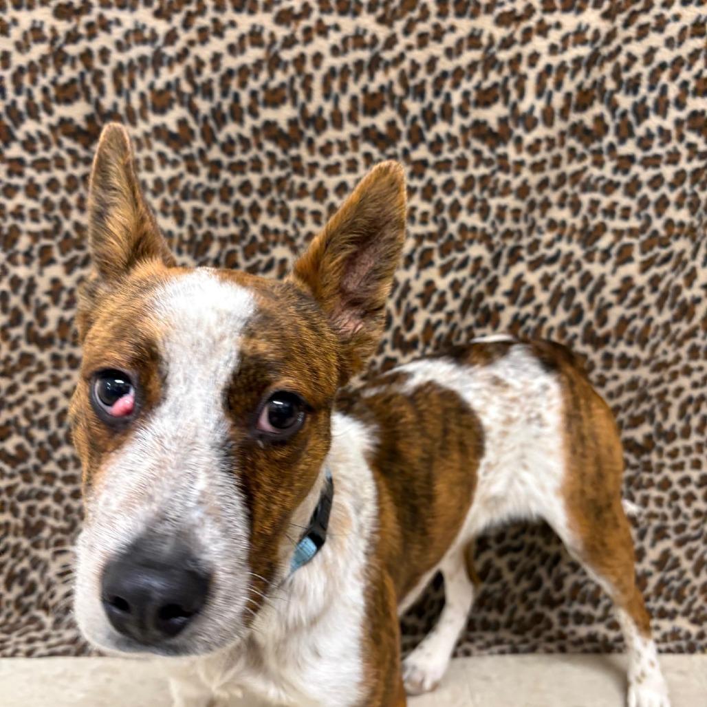 Enlarge Mouse, a Adoptable mixed breed in Novelty, OH image 4/6