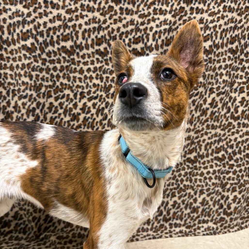 Enlarge Mouse, a Adoptable mixed breed in Novelty, OH image 6/6