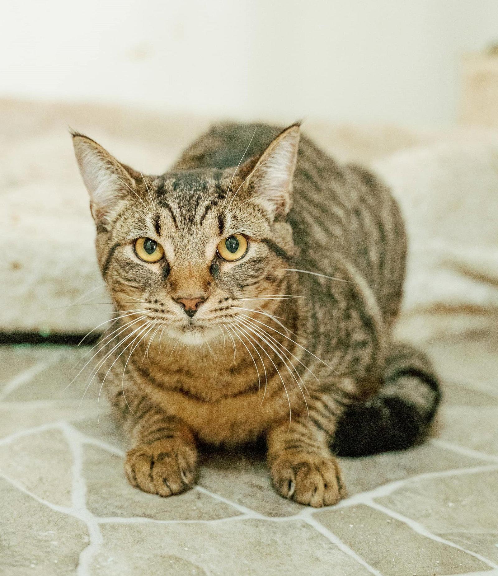 Bandit, Adoptable, Young Male Domestic Short Hair & Tabby.
