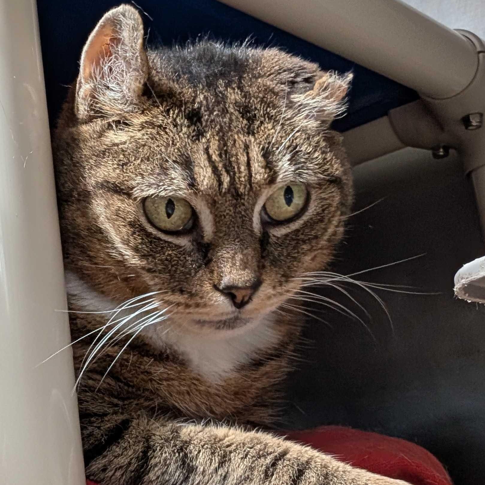 Ryan *Sponsored Adoption Fee*, Adult Female Domestic Short Hair