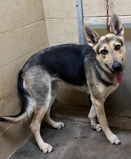 Paris, Adoptable, Young Female German Shepherd Dog.