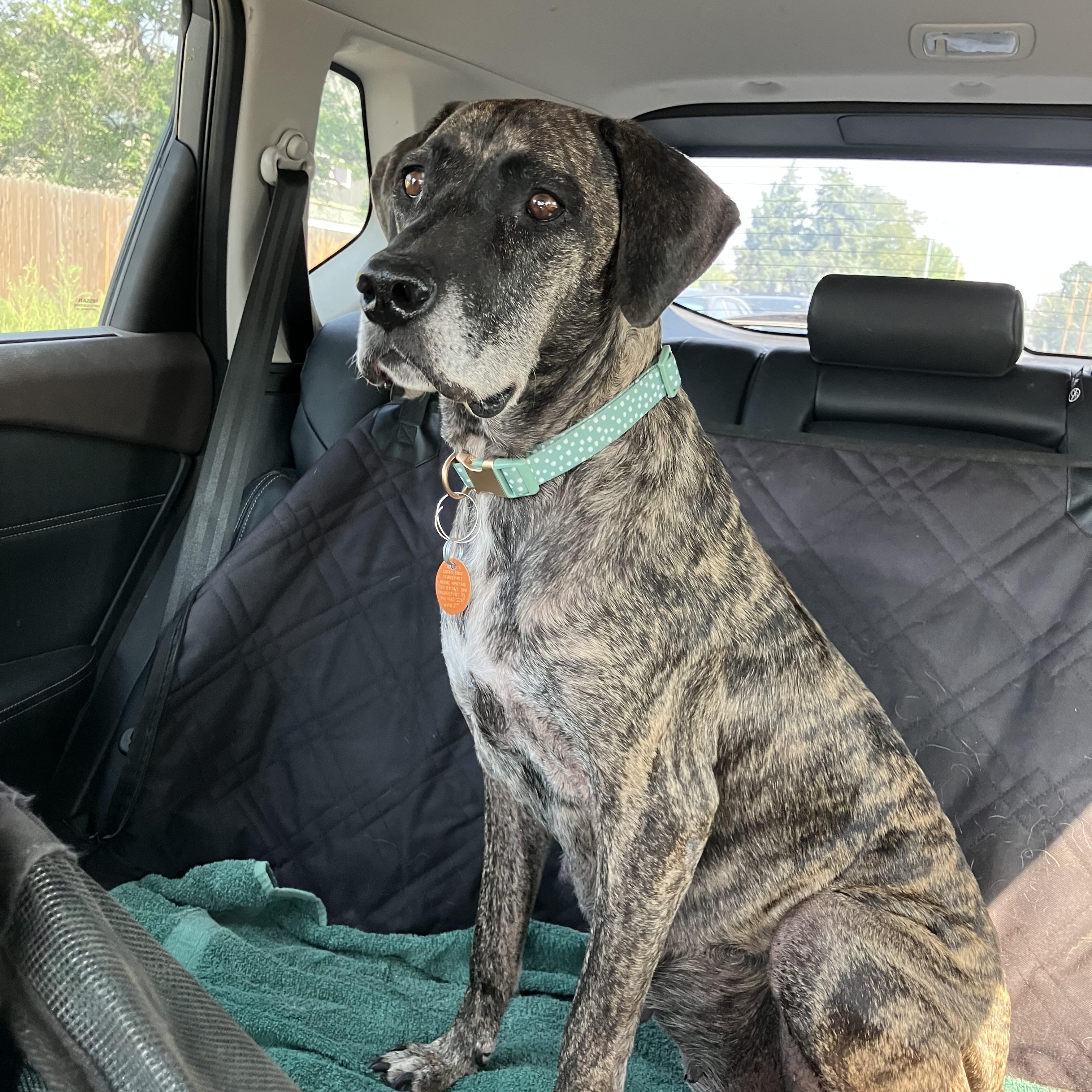 Gigi, adopted, Adult Female Plott Hound.