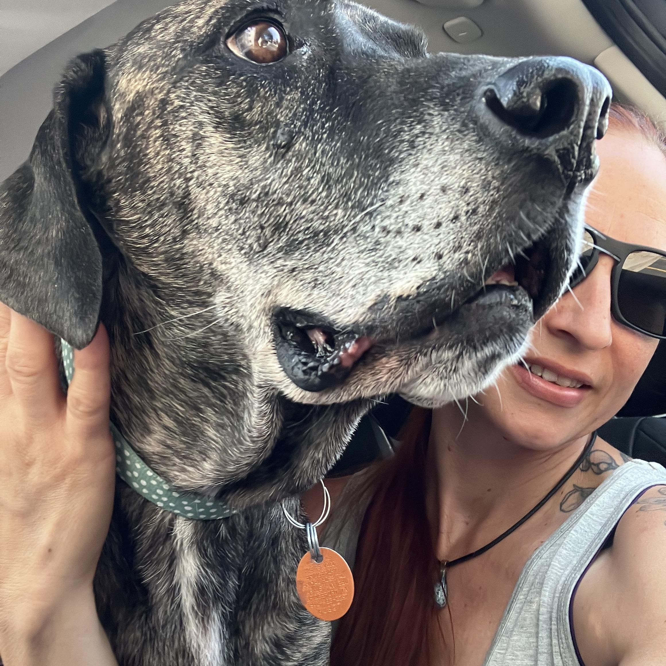 Gigi, an adopted mixed breed in Arvada, CO image 6/6