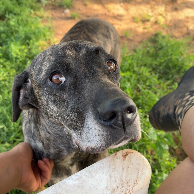 Gigi, an adopted mixed breed in Arvada, CO image 2/6