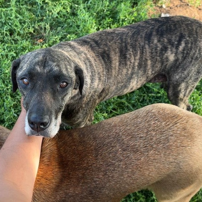 Gigi, an adopted mixed breed in Arvada, CO image 5/6