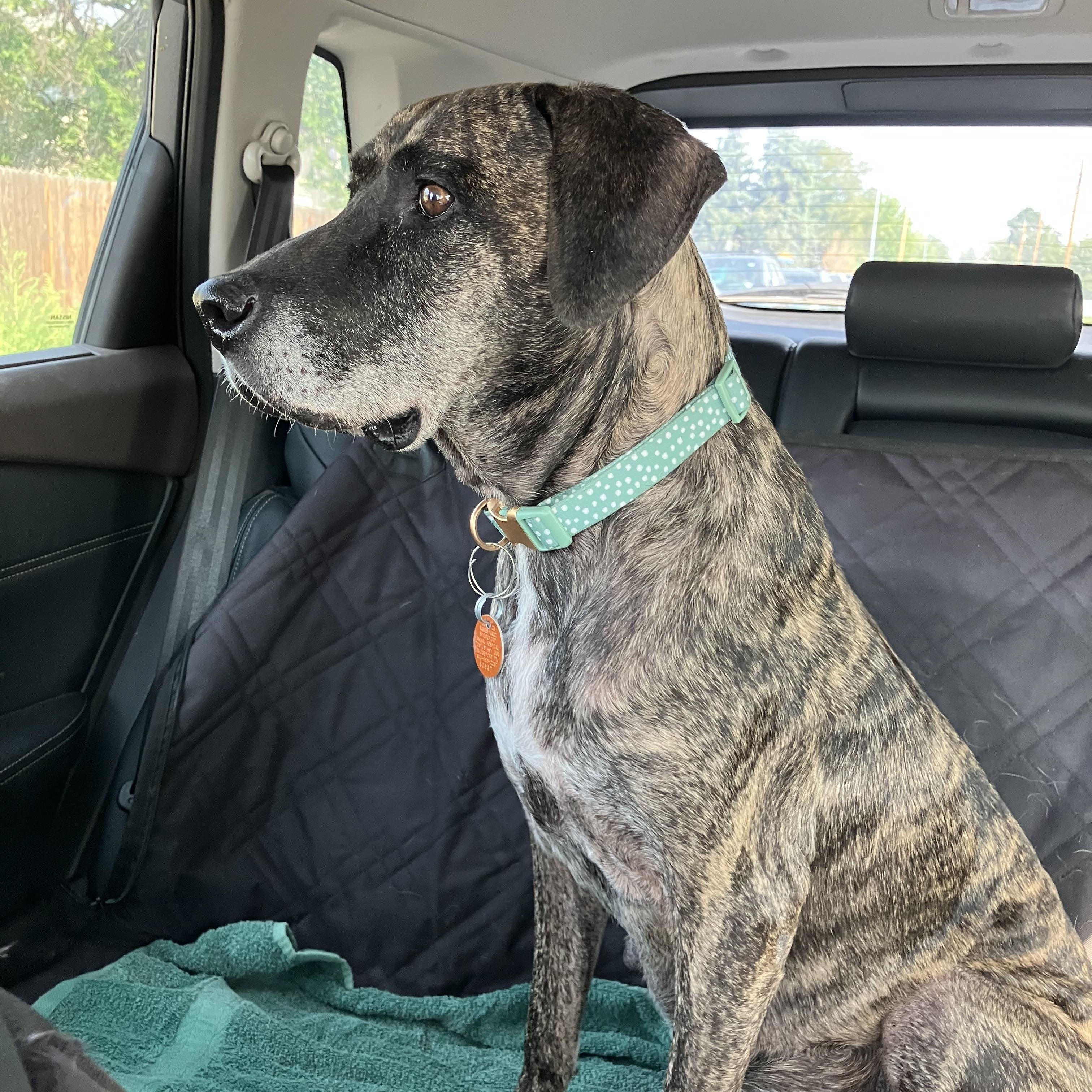 Gigi, an adopted mixed breed in Arvada, CO image 3/6