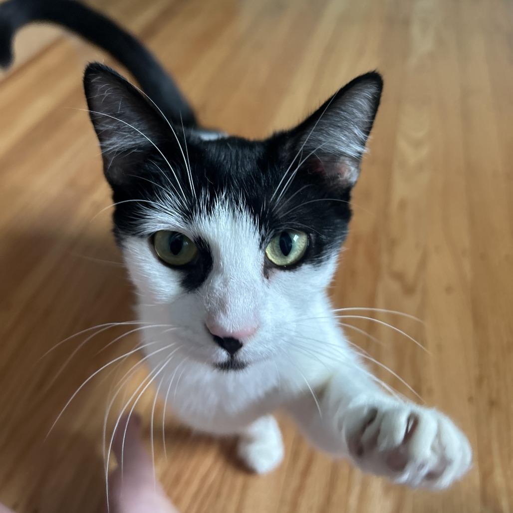 Molly FKA Oreo, Adoptable, Young Female Domestic Short Hair.
