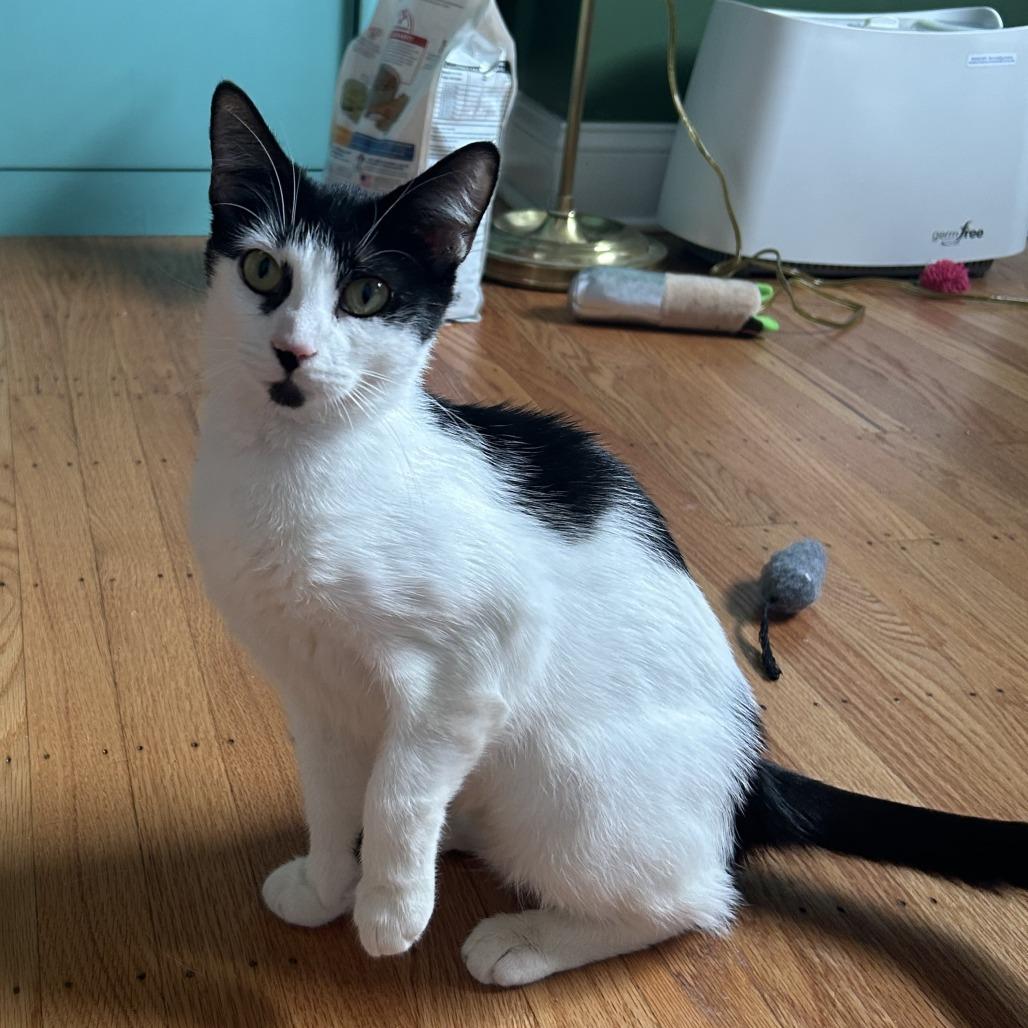 Enlarge Molly FKA Oreo, a Adoptable Domestic Short Hair in Philadelphia, PA image 2/6