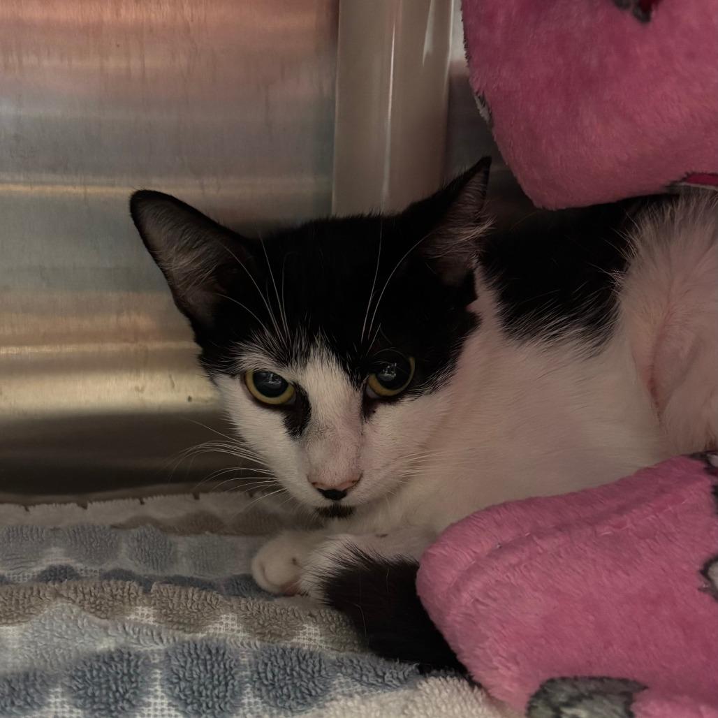Molly FKA Oreo, a Adoptable Domestic Short Hair in Philadelphia, PA image 1/2
