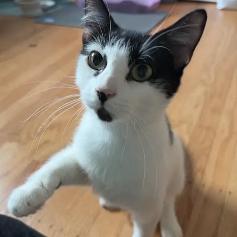 Enlarge Molly FKA Oreo, a Adoptable Domestic Short Hair in Philadelphia, PA image 3/6