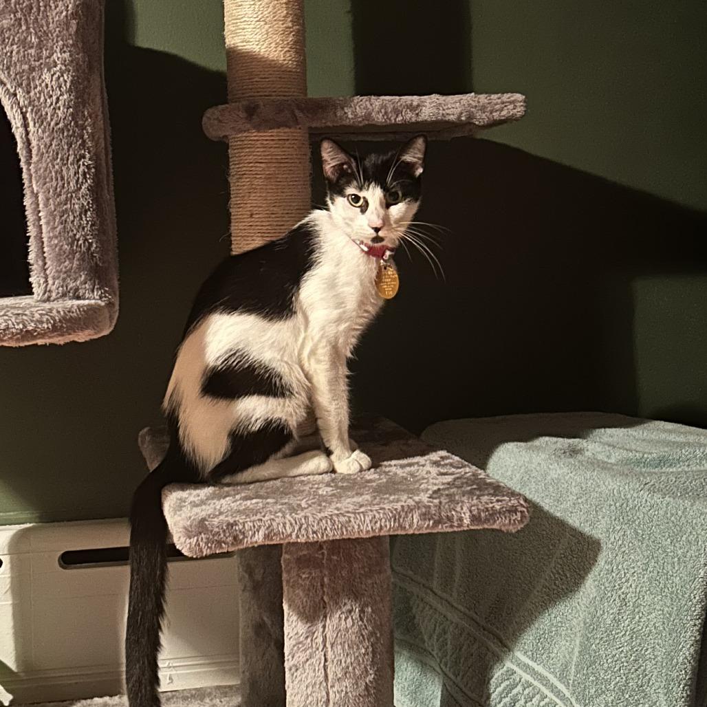 Enlarge Molly FKA Oreo, a Adoptable Domestic Short Hair in Philadelphia, PA image 4/6