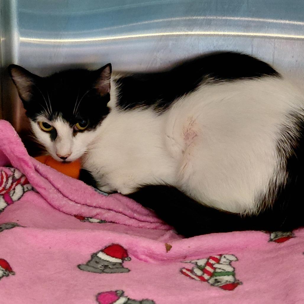 Molly FKA Oreo, a Adoptable Domestic Short Hair in Philadelphia, PA image 2/2