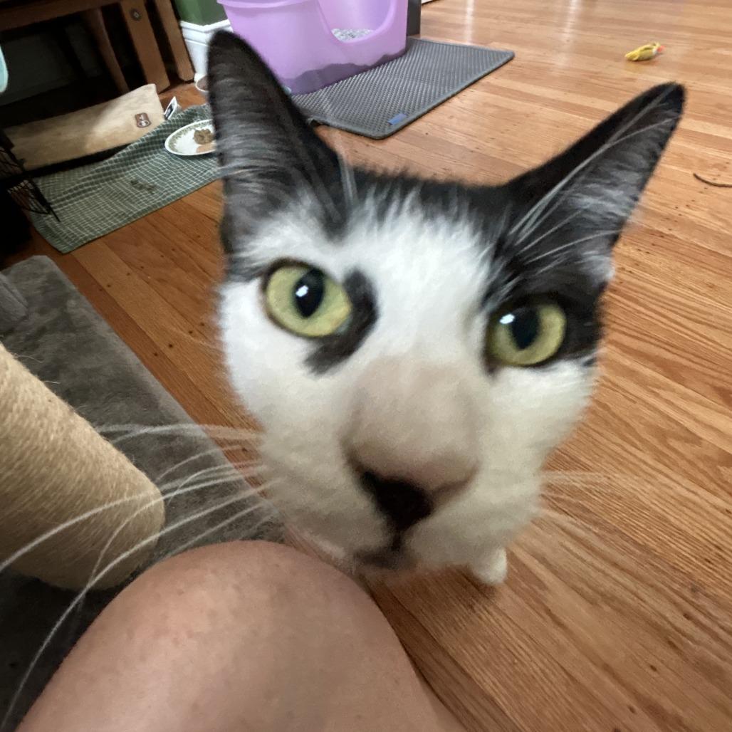 Enlarge Molly FKA Oreo, a Adoptable Domestic Short Hair in Philadelphia, PA image 5/6