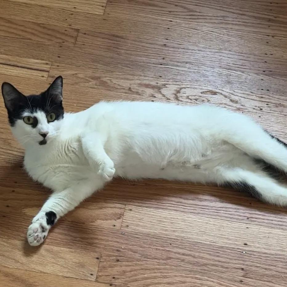 Enlarge Molly FKA Oreo, a Adoptable Domestic Short Hair in Philadelphia, PA image 6/6