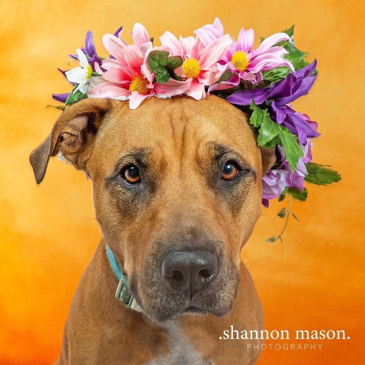 Enlarge Rio, a Adopted Pit Bull Terrier in Las Vegas, NV image 5/5