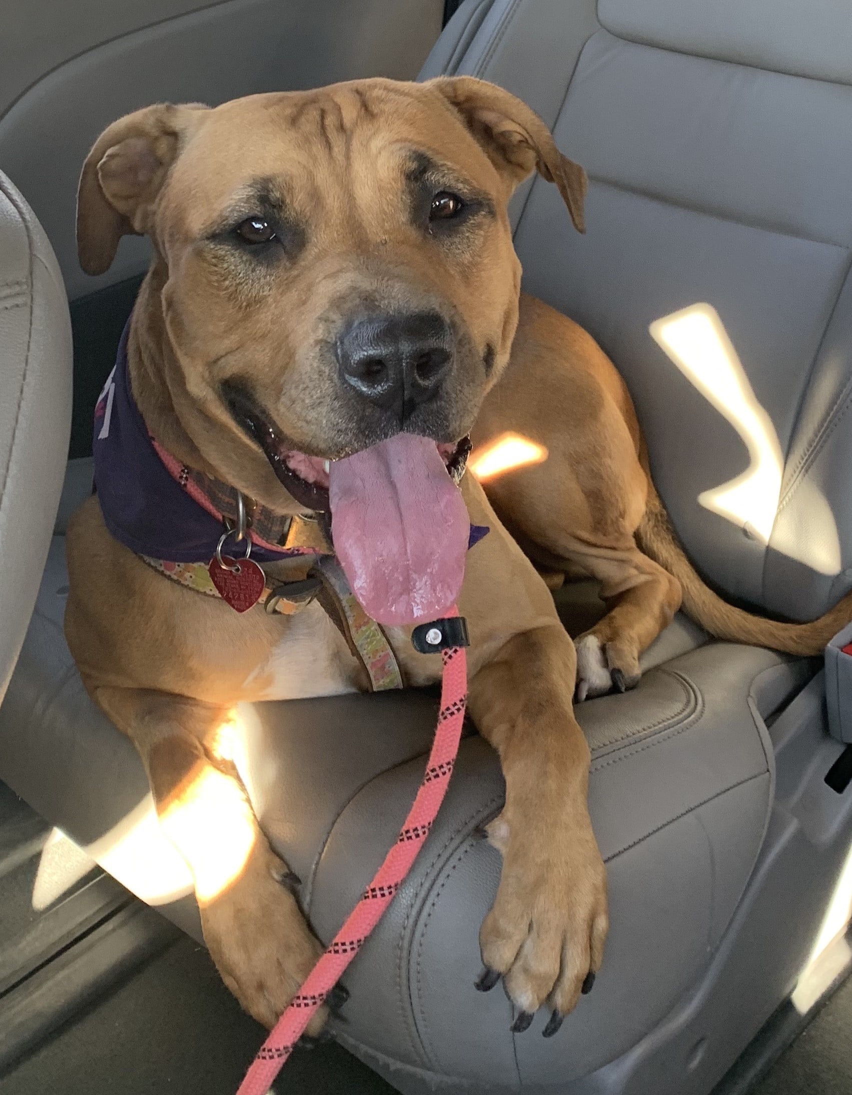 Enlarge Rio, a Adopted Pit Bull Terrier in Las Vegas, NV image 2/5