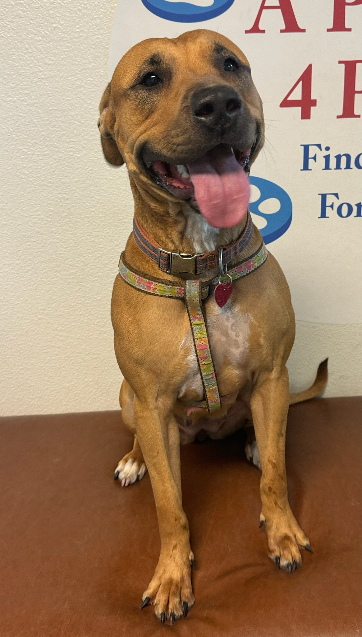 Enlarge Rio, a Adopted Pit Bull Terrier in Las Vegas, NV image 3/5