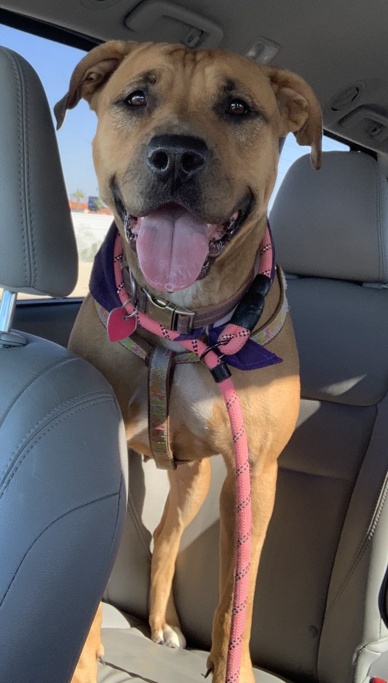 Enlarge Rio, a Adopted Pit Bull Terrier in Las Vegas, NV image 4/5