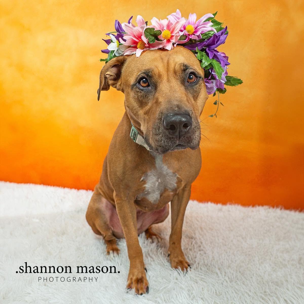 Enlarge Rio, a Adopted Pit Bull Terrier in Las Vegas, NV image 1/5