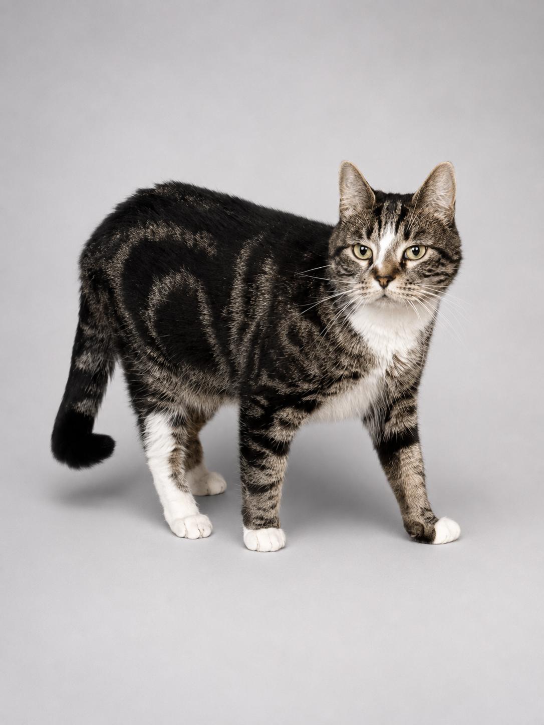 Francine, a Adoptable American Shorthair in Jersey City, NJ image 5/5