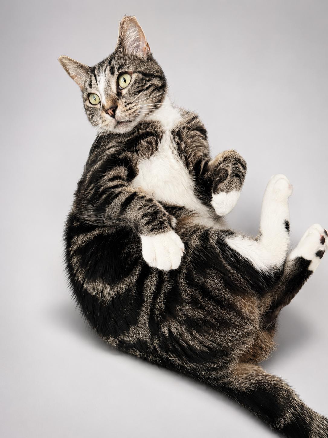 Francine, a Adoptable American Shorthair in Jersey City, NJ image 3/5