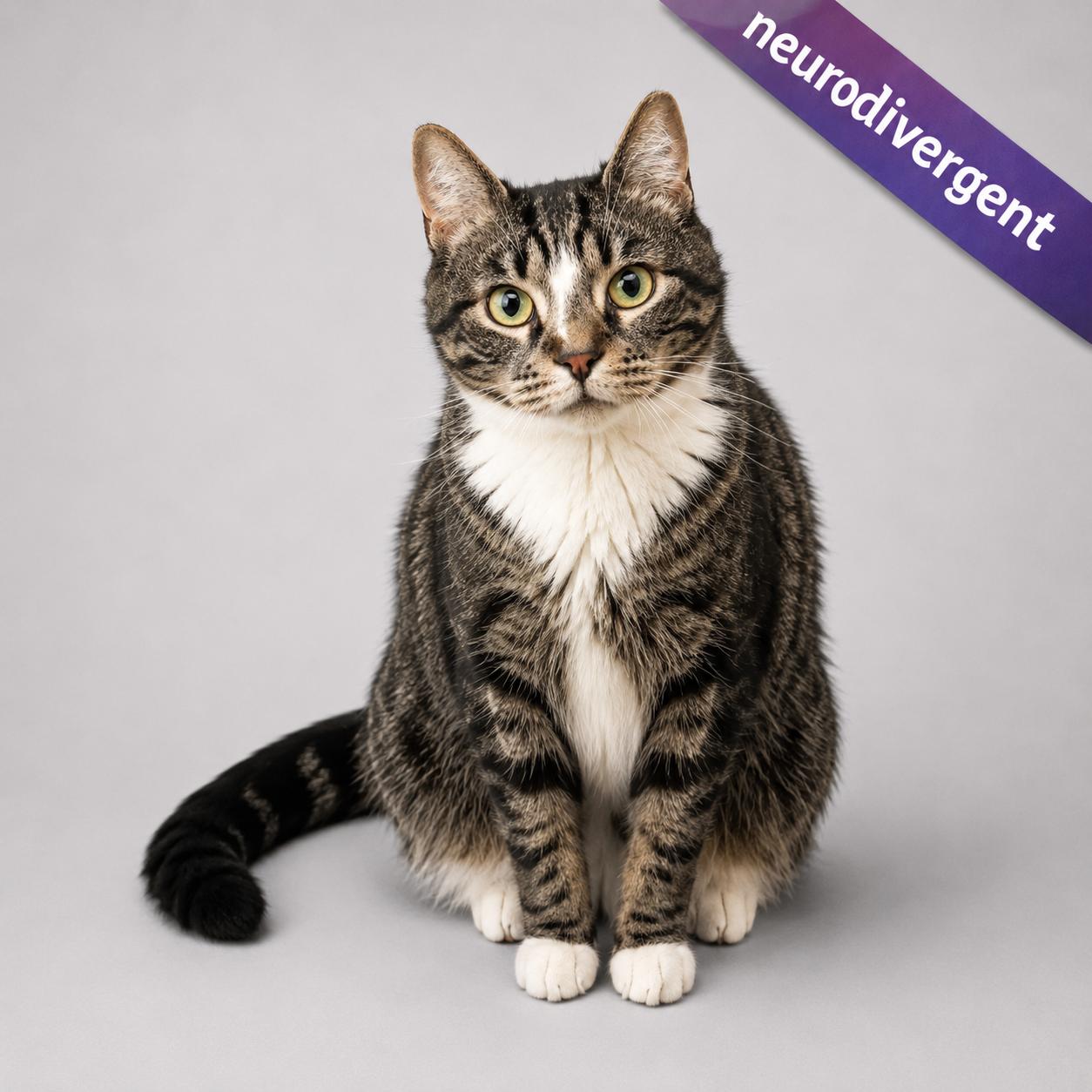 Francine, Adoptable, Young Female American Shorthair.