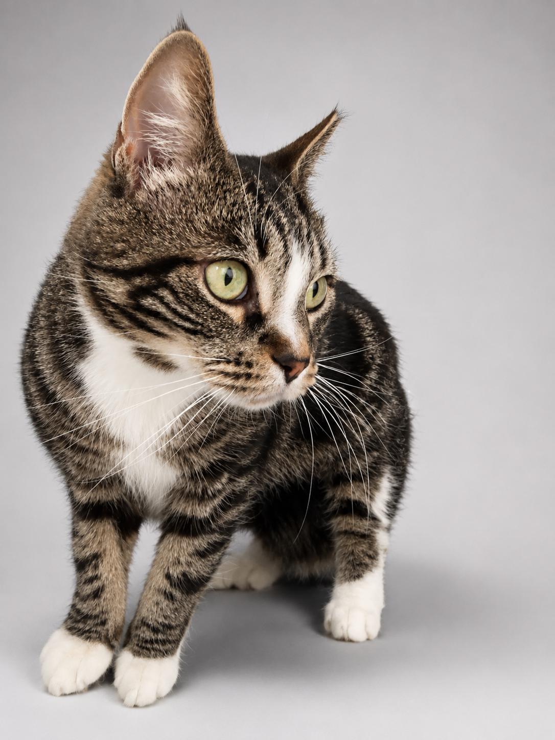 Francine, a Adoptable American Shorthair in Jersey City, NJ image 2/5