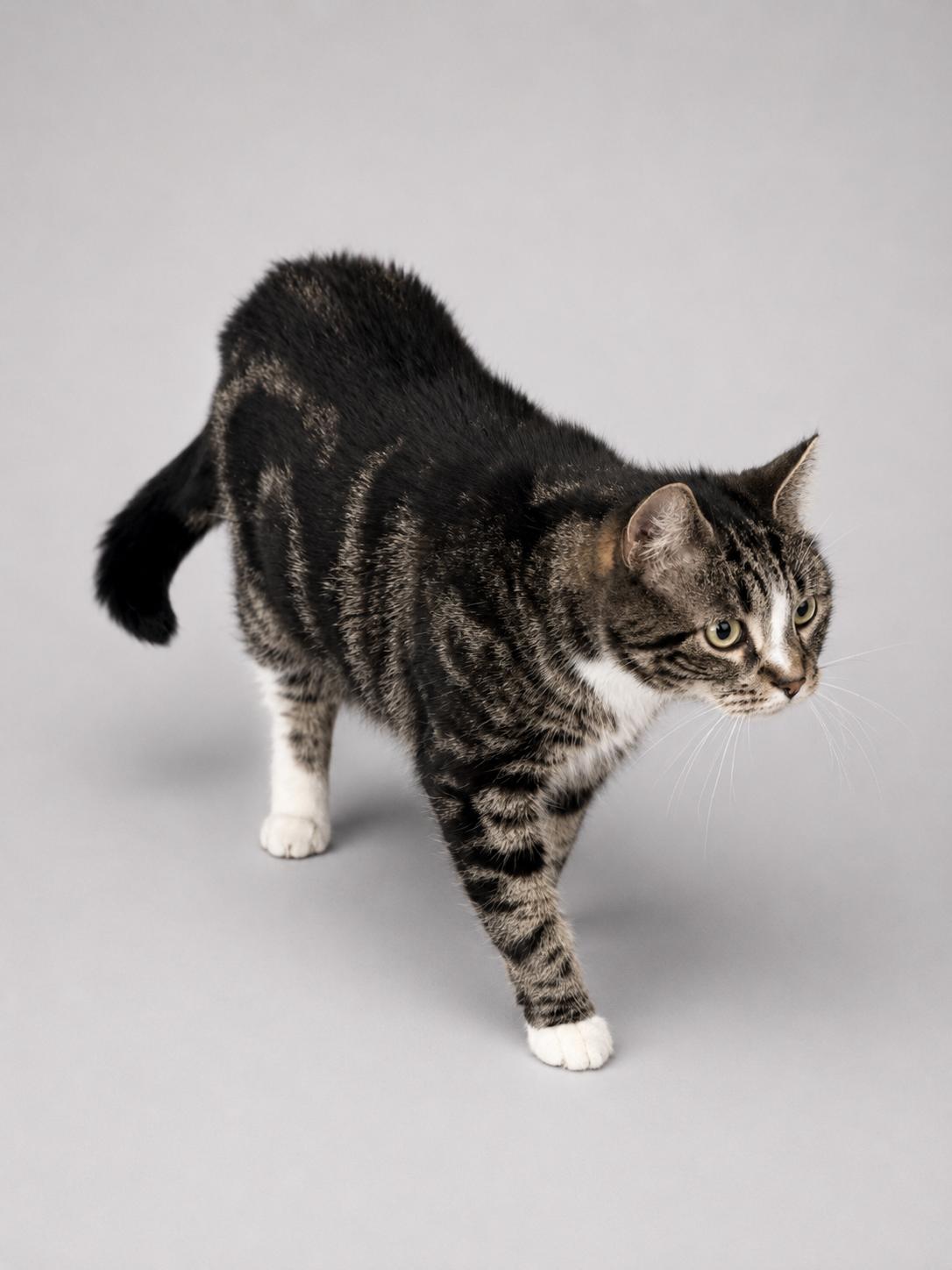 Francine, a Adoptable American Shorthair in Jersey City, NJ image 4/5