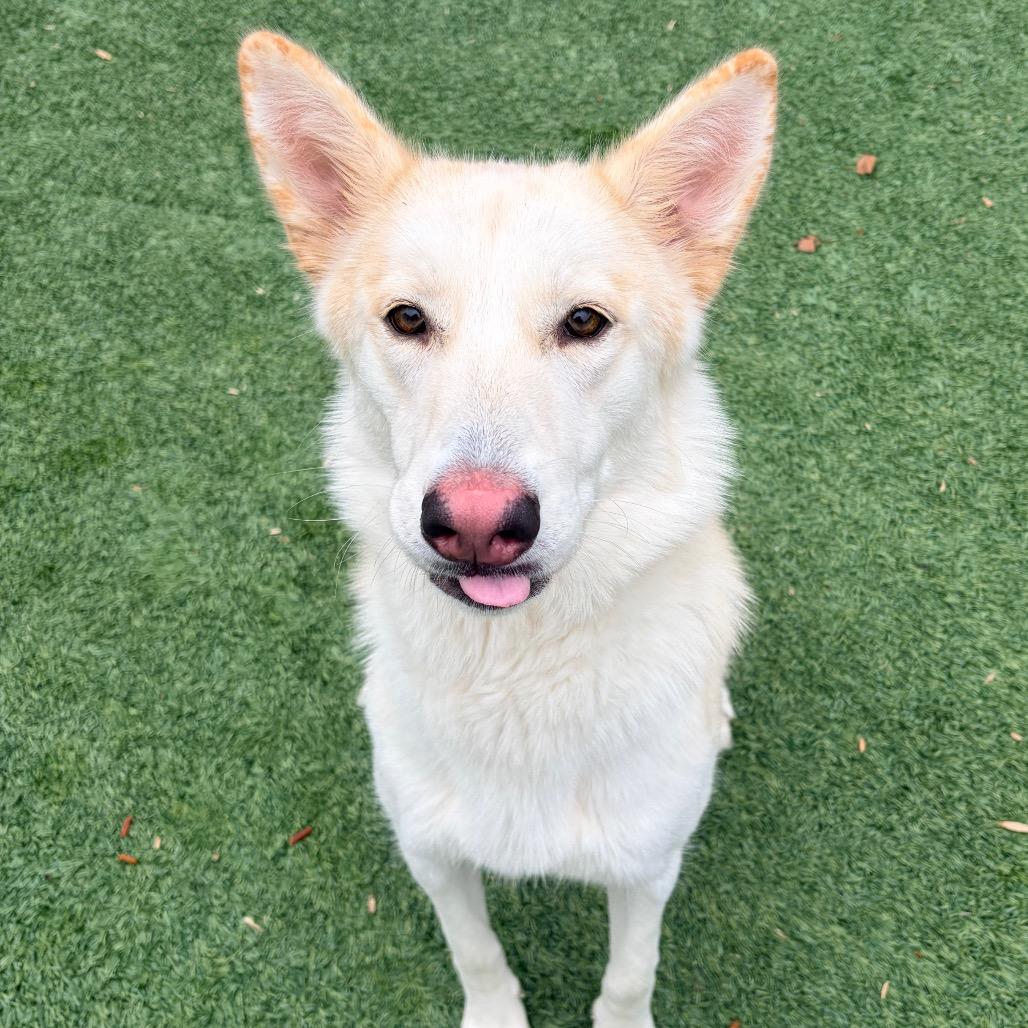 Enlarge Moxie, a Adoptable Husky in Belleville, IL image 1/6