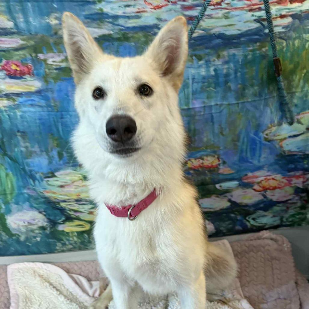 Enlarge Moxie, a Adoptable Husky in Belleville, IL image 2/6