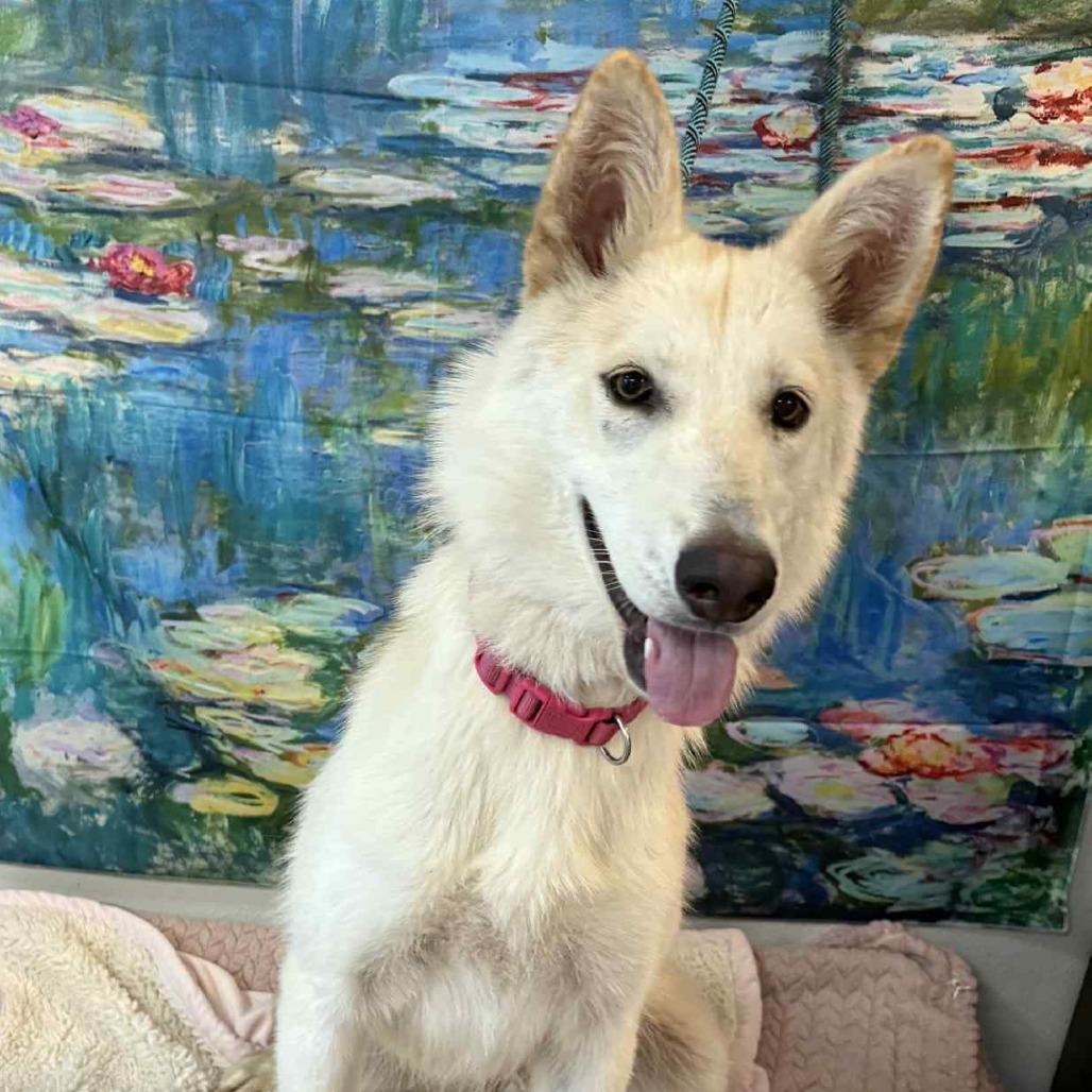 Enlarge Moxie, a Adoptable Husky in Belleville, IL image 3/6