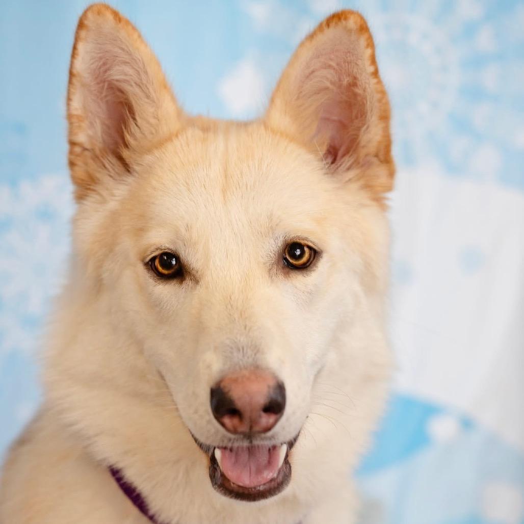 Enlarge Moxie, a Adoptable Husky in Belleville, IL image 4/6