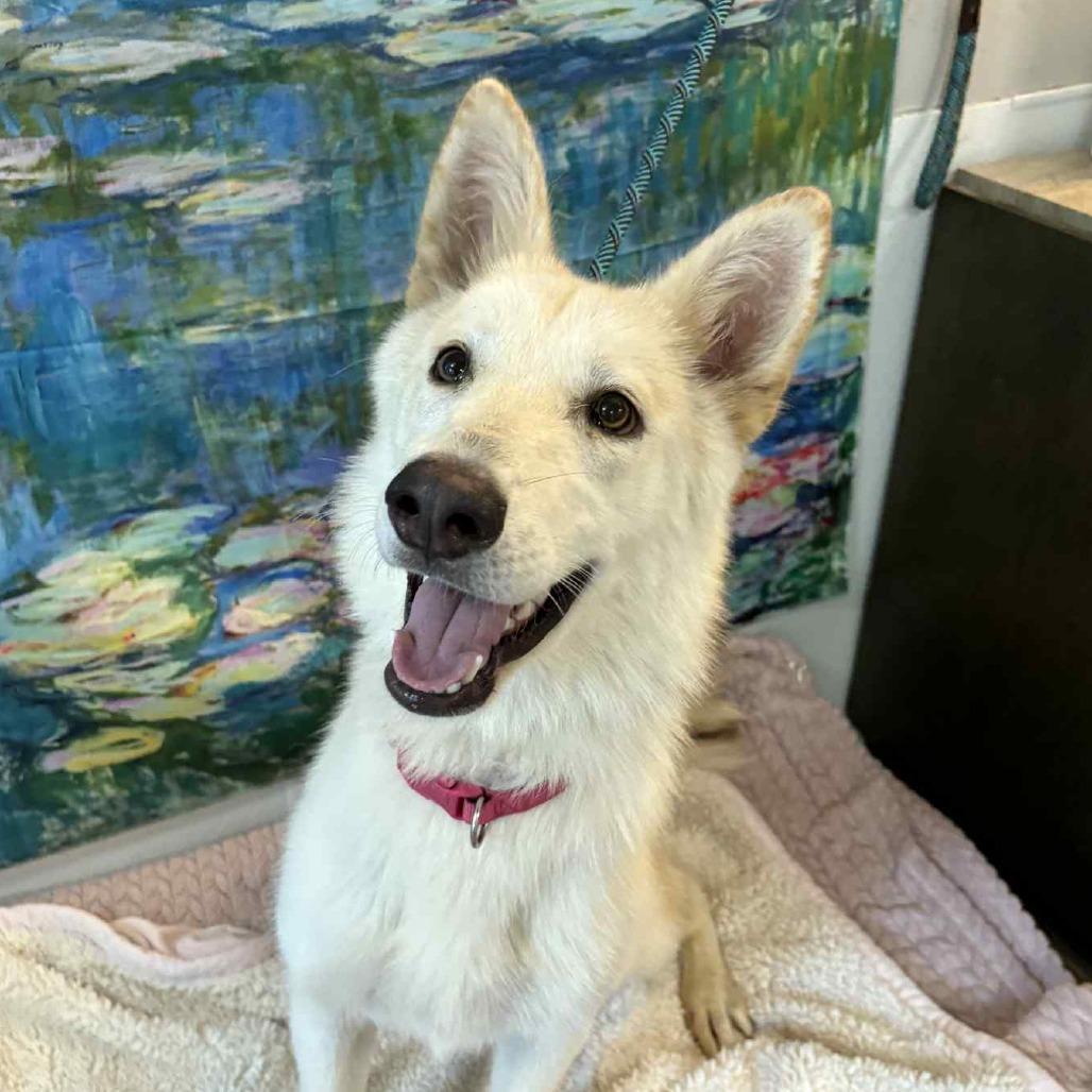 Enlarge Moxie, a Adoptable Husky in Belleville, IL image 5/6