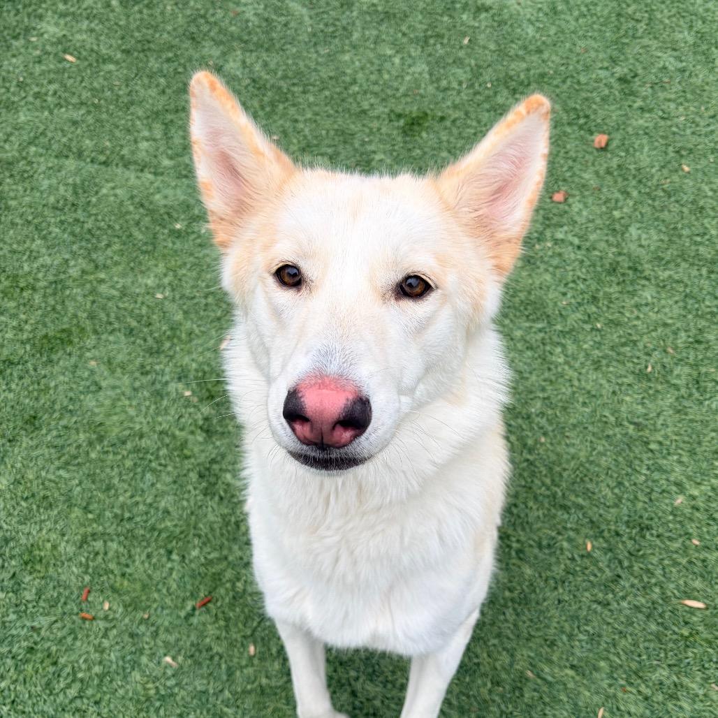 Enlarge Moxie, a Adoptable Husky in Belleville, IL image 6/6