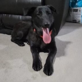 Rather, Adoptable, Young Male Black Labrador Retriever.