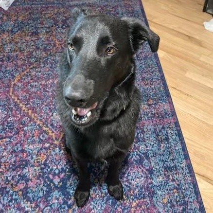 Rather, an adoptable Black Labrador Retriever in Denver, CO, 80222 | Photo Image 2