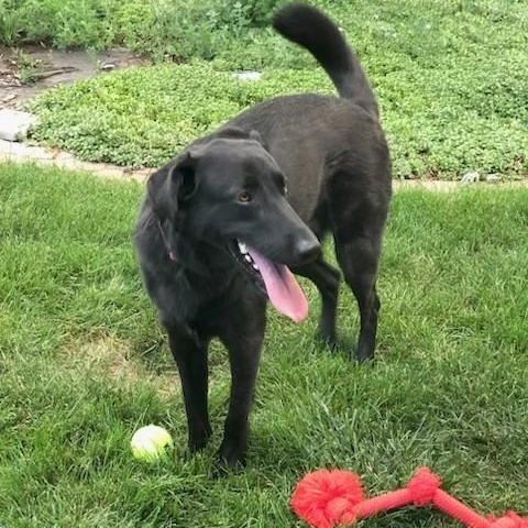 Rather, an adoptable Black Labrador Retriever in Denver, CO, 80222 | Photo Image 3