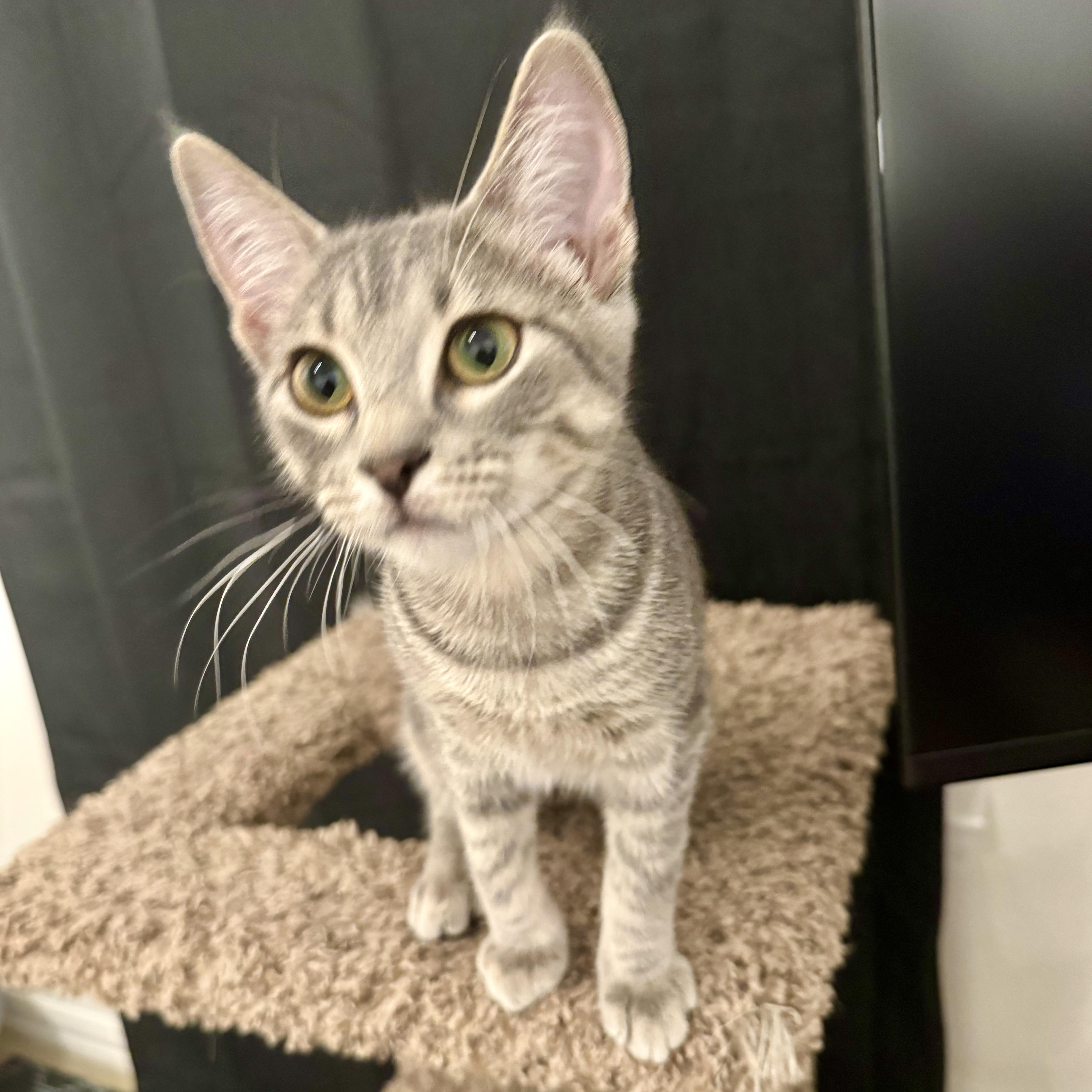 Mollie -cute kinky tail, Adoptable, Young Female Domestic Short Hair.