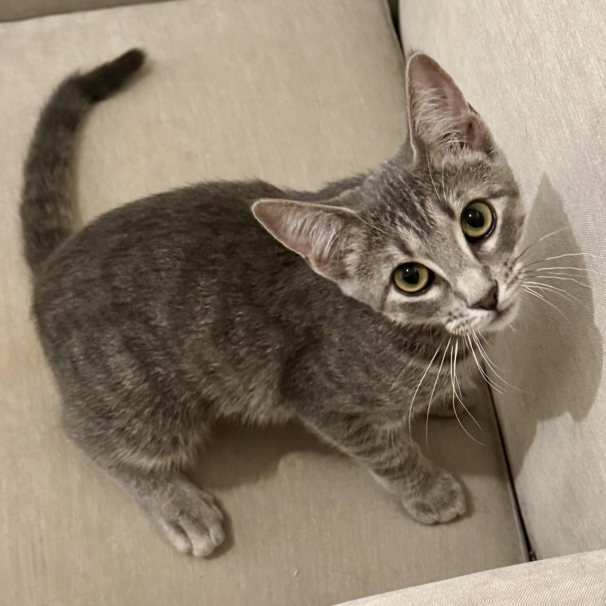 Enlarge Mollie -cute kinky tail, a Adoptable Domestic Short Hair in Allen, TX image 3/4
