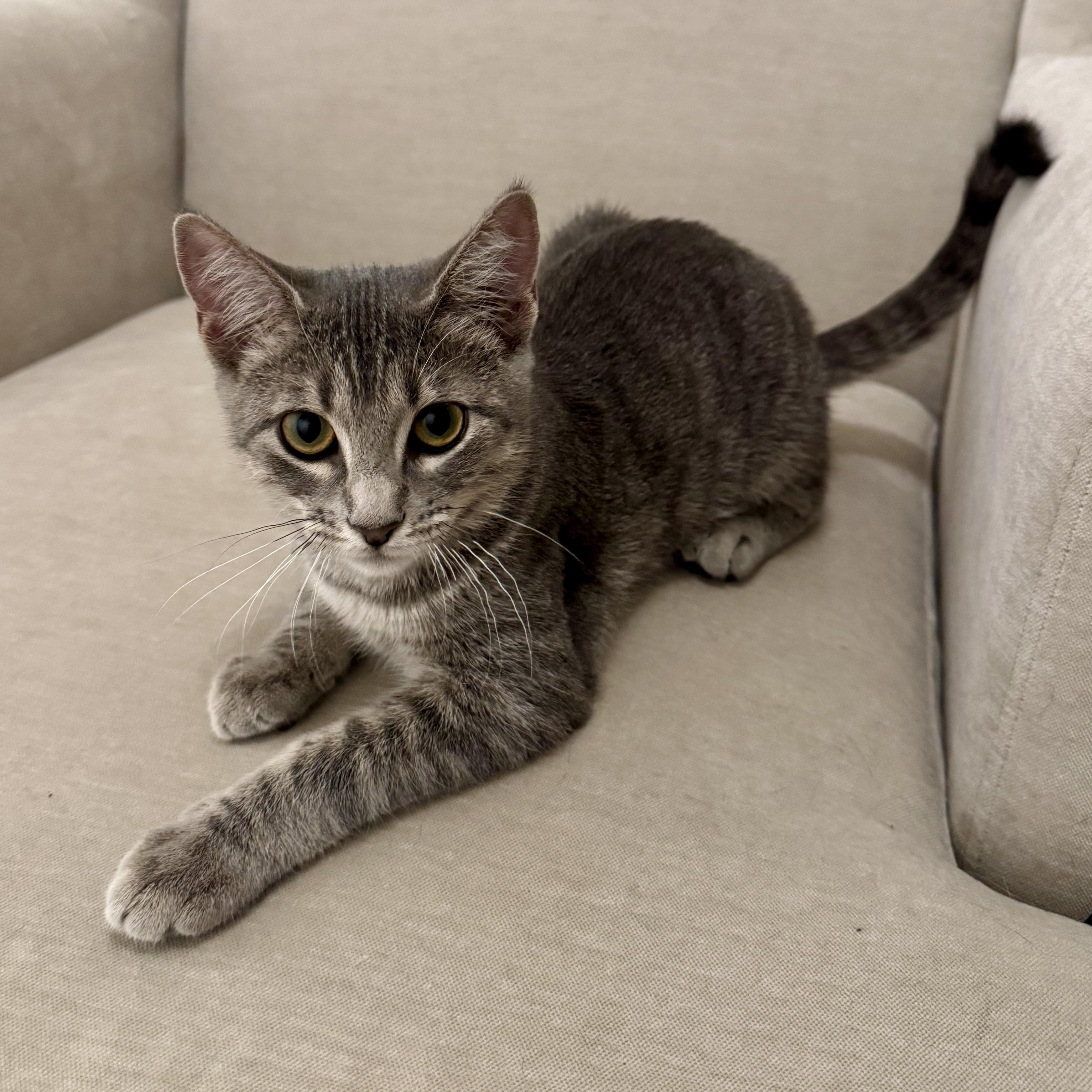 Enlarge Mollie -cute kinky tail, a Adoptable Domestic Short Hair in Allen, TX image 2/4