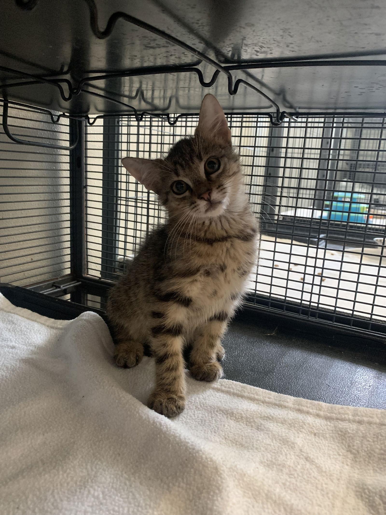 Cricket, Adoptable, Kitten Male Domestic Short Hair.